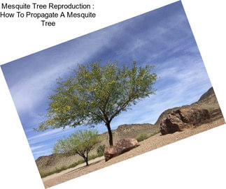 Mesquite Tree Reproduction : How To Propagate A Mesquite Tree
