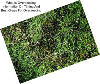 What Is Overseeding: Information On Timing And Best Grass For Overseeding