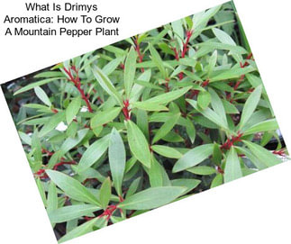 What Is Drimys Aromatica: How To Grow A Mountain Pepper Plant