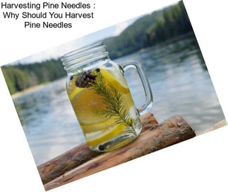 Harvesting Pine Needles : Why Should You Harvest Pine Needles