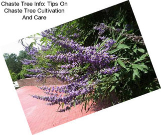 Chaste Tree Info: Tips On Chaste Tree Cultivation And Care