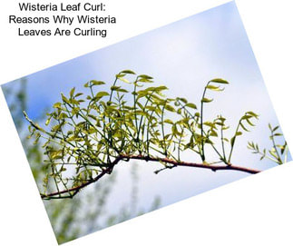 Wisteria Leaf Curl: Reasons Why Wisteria Leaves Are Curling