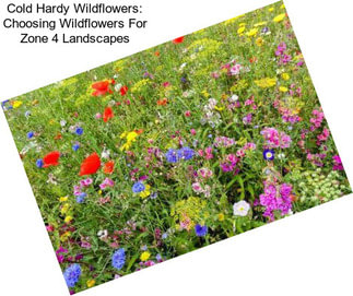 Cold Hardy Wildflowers: Choosing Wildflowers For Zone 4 Landscapes