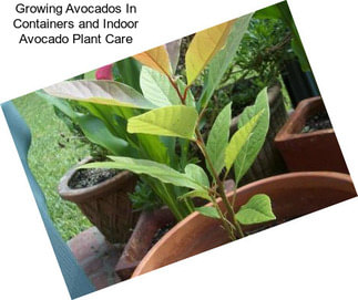Growing Avocados In Containers and Indoor Avocado Plant Care