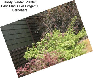 Hardy Garden Plants: Best Plants For Forgetful Gardeners