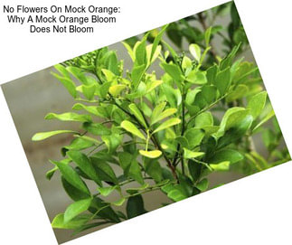 No Flowers On Mock Orange: Why A Mock Orange Bloom Does Not Bloom