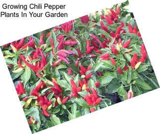 Growing Chili Pepper Plants In Your Garden