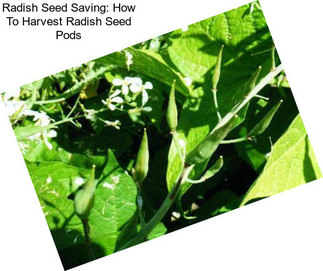 Radish Seed Saving: How To Harvest Radish Seed Pods