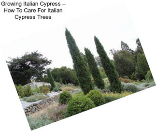 Growing Italian Cypress – How To Care For Italian Cypress Trees