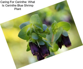 Caring For Cerinthe: What Is Cerinthe Blue Shrimp Plant