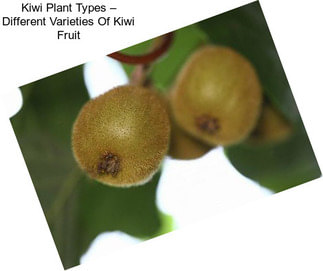 Kiwi Plant Types – Different Varieties Of Kiwi Fruit