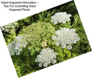 Giant Hogweed Information – Tips For Controlling Giant Hogweed Plants