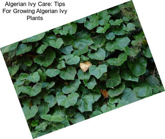 Algerian Ivy Care: Tips For Growing Algerian Ivy Plants