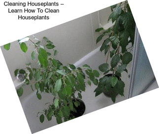 Cleaning Houseplants – Learn How To Clean Houseplants