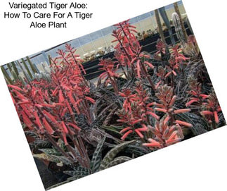 Variegated Tiger Aloe: How To Care For A Tiger Aloe Plant