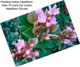 Planting Indian Hawthorn: How To Care For Indian Hawthorn Shrubs