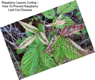 Raspberry Leaves Curling – How To Prevent Raspberry Leaf Curl Disease