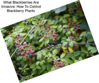 What Blackberries Are Invasive: How To Control Blackberry Plants