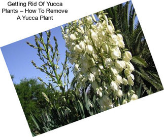 Getting Rid Of Yucca Plants – How To Remove A Yucca Plant