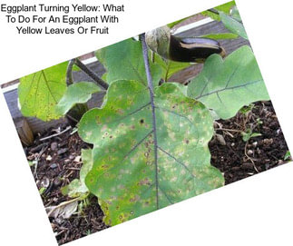 Eggplant Turning Yellow: What To Do For An Eggplant With Yellow Leaves Or Fruit