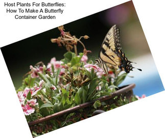 Host Plants For Butterflies: How To Make A Butterfly Container Garden