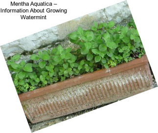 Mentha Aquatica – Information About Growing Watermint