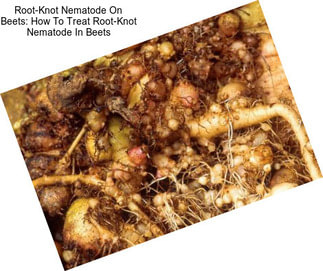 Root-Knot Nematode On Beets: How To Treat Root-Knot Nematode In Beets