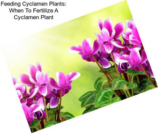 Feeding Cyclamen Plants: When To Fertilize A Cyclamen Plant