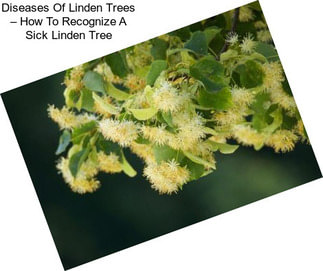 Diseases Of Linden Trees – How To Recognize A Sick Linden Tree