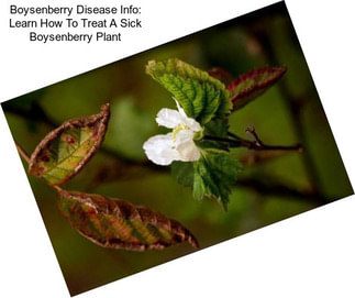 Boysenberry Disease Info: Learn How To Treat A Sick Boysenberry Plant