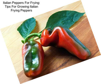 Italian Peppers For Frying: Tips For Growing Italian Frying Peppers