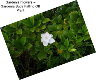 Gardenia Flowers – Gardenia Buds Falling Off Plant