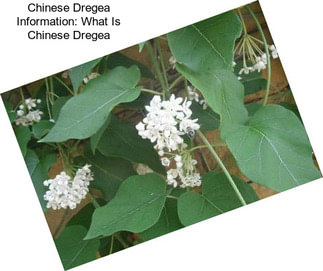 Chinese Dregea Information: What Is Chinese Dregea