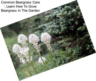 Common Beargrass Care : Learn How To Grow Beargrass In The Garden