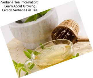 Verbena Tea Information: Learn About Growing Lemon Verbena For Tea