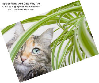 Spider Plants And Cats: Why Are Cats Eating Spider Plant Leaves And Can It Be Harmful?