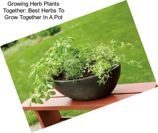 Growing Herb Plants Together: Best Herbs To Grow Together In A Pot