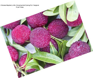 Chinese Bayberry Info: Growing And Caring For Yangmei Fruit Trees