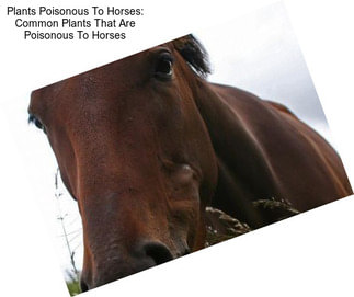 Plants Poisonous To Horses: Common Plants That Are Poisonous To Horses