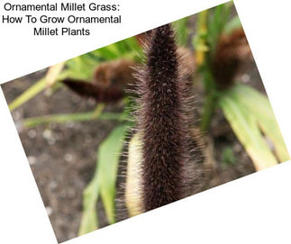 Ornamental Millet Grass: How To Grow Ornamental Millet Plants