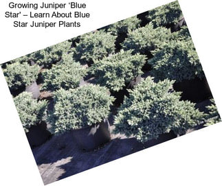 Growing Juniper ‘Blue Star\' – Learn About Blue Star Juniper Plants