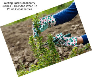 Cutting Back Gooseberry Bushes – How And When To Prune Gooseberries