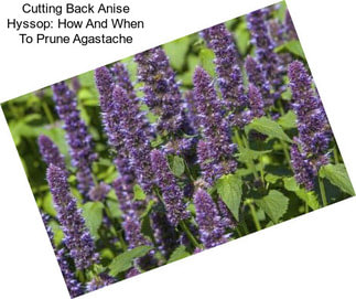 Cutting Back Anise Hyssop: How And When To Prune Agastache