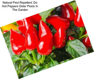 Natural Pest Repellent: Do Hot Peppers Deter Pests In The Garden