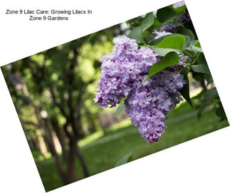 Zone 9 Lilac Care: Growing Lilacs In Zone 9 Gardens