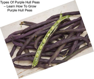 Types Of Purple Hull Peas – Learn How To Grow Purple Hull Peas