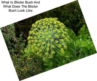 What Is Blister Bush And What Does The Blister Bush Look Like