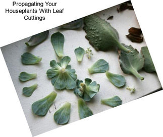 Propagating Your Houseplants With Leaf Cuttings