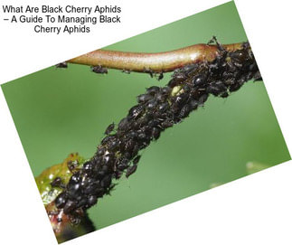 What Are Black Cherry Aphids – A Guide To Managing Black Cherry Aphids