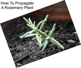 How To Propagate A Rosemary Plant